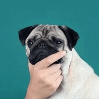 Сломанные животные