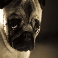 Сломанные животные