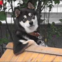 Сломанные животные