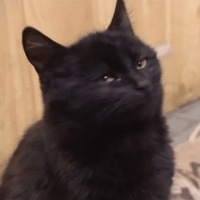Сломанные животные