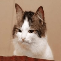 Сломанные животные