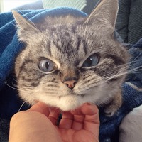 Сломанные животные