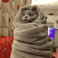 Сломанные коты 2