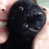 Сломанные коты 2