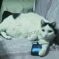 Сломанные коты 2