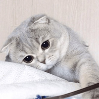 Сломанные коты 2