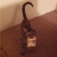 Сломанные коты 2