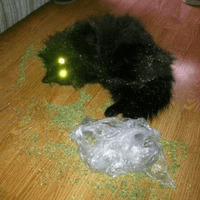 Сломанные коты 2