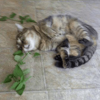 Сломанные коты 2