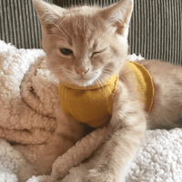 Сломанные коты 2