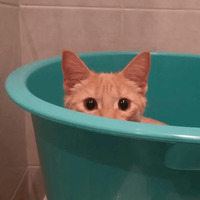Сломанные коты 2