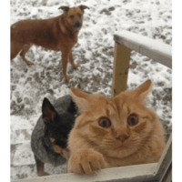 Сломанные коты 2