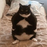 Сломанные коты 2