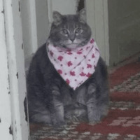 Сломанные коты 2