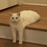 Сломанные коты 2