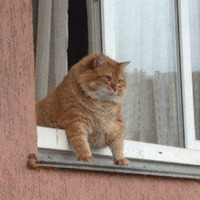 Сломанные коты 2