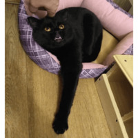 Сломанные коты 2