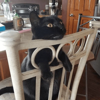 Сломанные коты 2