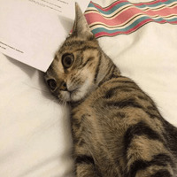 Сломанные коты 2