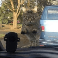 Сломанные коты 2
