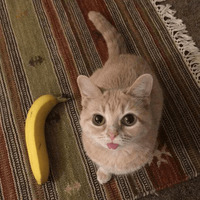 Сломанные коты 2