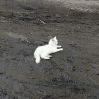 Сломанные коты 2
