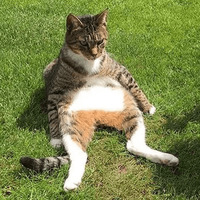 Сломанные коты 2