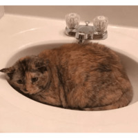 Сломанные коты 2