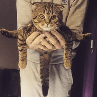Сломанные коты 2
