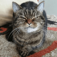 Сломанные коты 2