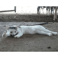 Сломанные коты 2