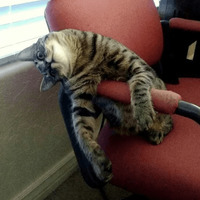 Сломанные коты 2
