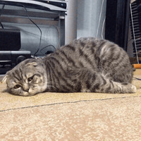 Сломанные коты 2