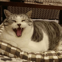 Сломанные коты 2