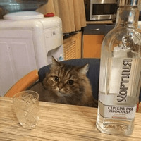 Сломанные коты 2