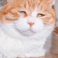 Сломанные коты 2
