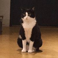 Сломанные коты 2