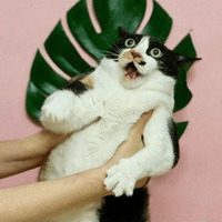 Сломанные коты 2