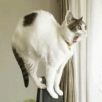 Сломанные коты 2