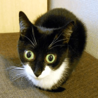 Сломанные коты 2