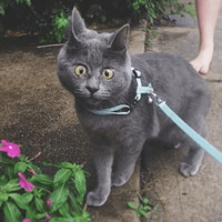 Сломанные коты 2