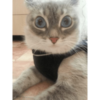 Сломанные коты 2