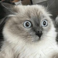 Сломанные коты 2