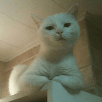 Сломанные коты 2