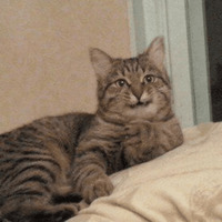 Сломанные коты 2