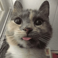 Сломанные коты 2