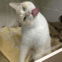 Сломанные коты 2