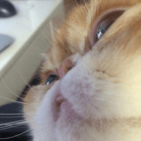 Сломанные коты 2