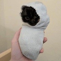 Сломанные коты 2