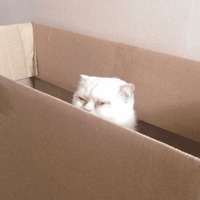 Сломанные коты 2